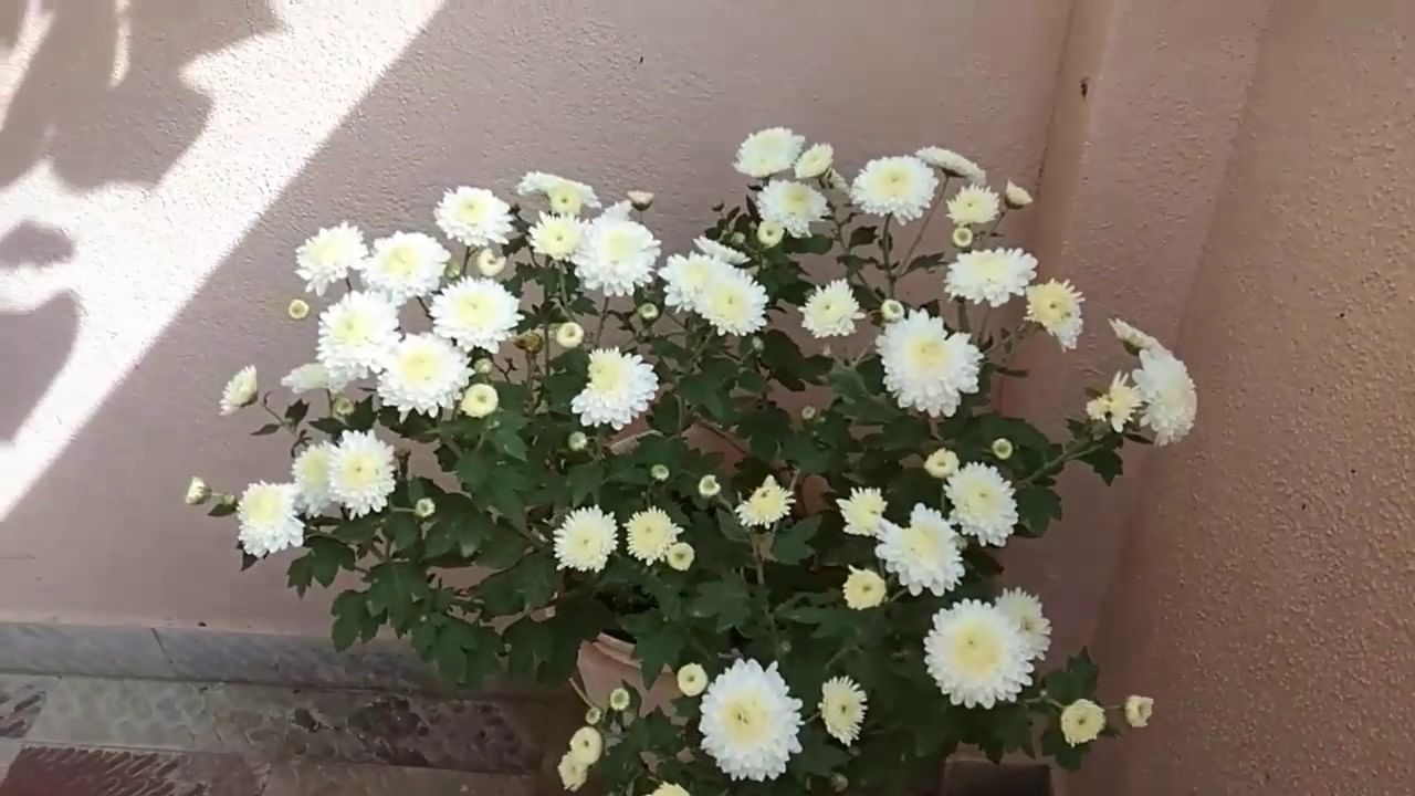 Chamomile Flowers Uses: చామంతి పూలతో మీ ఆరోగ్యాన్ని పెంచుకోండి.. ఈ రోగాలకు చెక్!