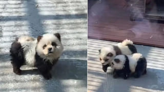 Apple iPhone 16: వామ్మో ఏందీ క్రేజ్.. ఐ-ఫోన్‌-16 సిరీస్‌ ఫోన్ల స్పెషల్‌ ఏంటి?