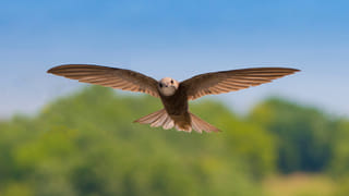 భారత్‌లో భాంగ్ తాగిన బ్రిటిష్‌ యూట్యూబర్‌.. ట్రిప్పు వాయిదా వేసుకుని పరుగో పరుగు..! ఏం జరిగిందంటే..