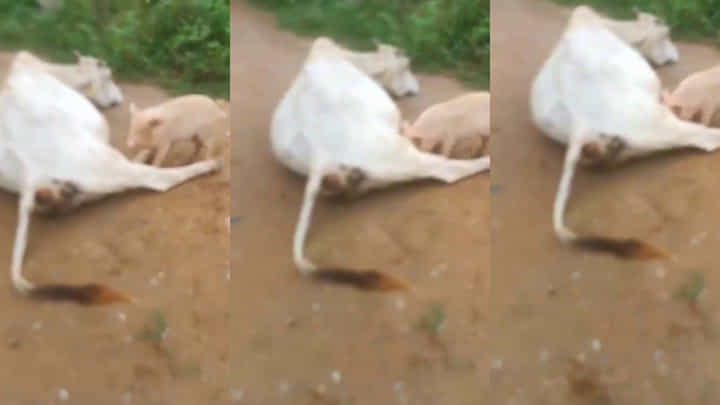Watch: పిల్ల వరాహానికి పాలిచ్చిన గోమాత.. వైరల్గా మారిన వీడియో చూస్తే ఆశ్చర్యపోవాల్సిందే.. Watch: పిల్ల వరాహానికి పాలిచ్చిన గోమాత.. వైరల్గా మారిన వీడియో చూస్తే ఆశ్చర్యపోవాల్సిందే..