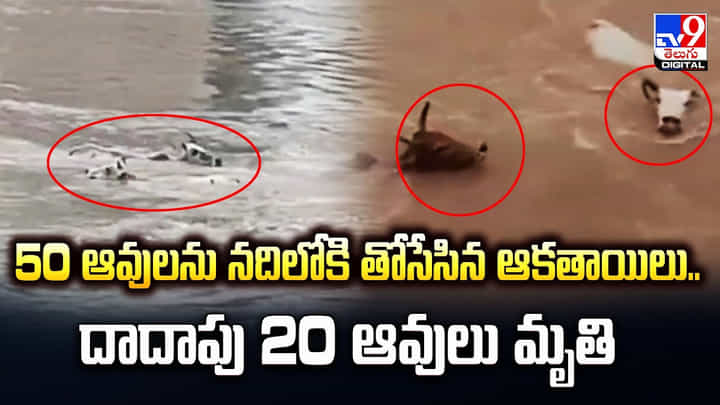 50 ఆవులను నదిలోకి తోసేసిన ఆకతాయిలు.. దాదాపు 20 ఆవులు మృతి 50 ఆవులను నదిలోకి తోసేసిన ఆకతాయిలు.. దాదాపు 20 ఆవులు మృతి