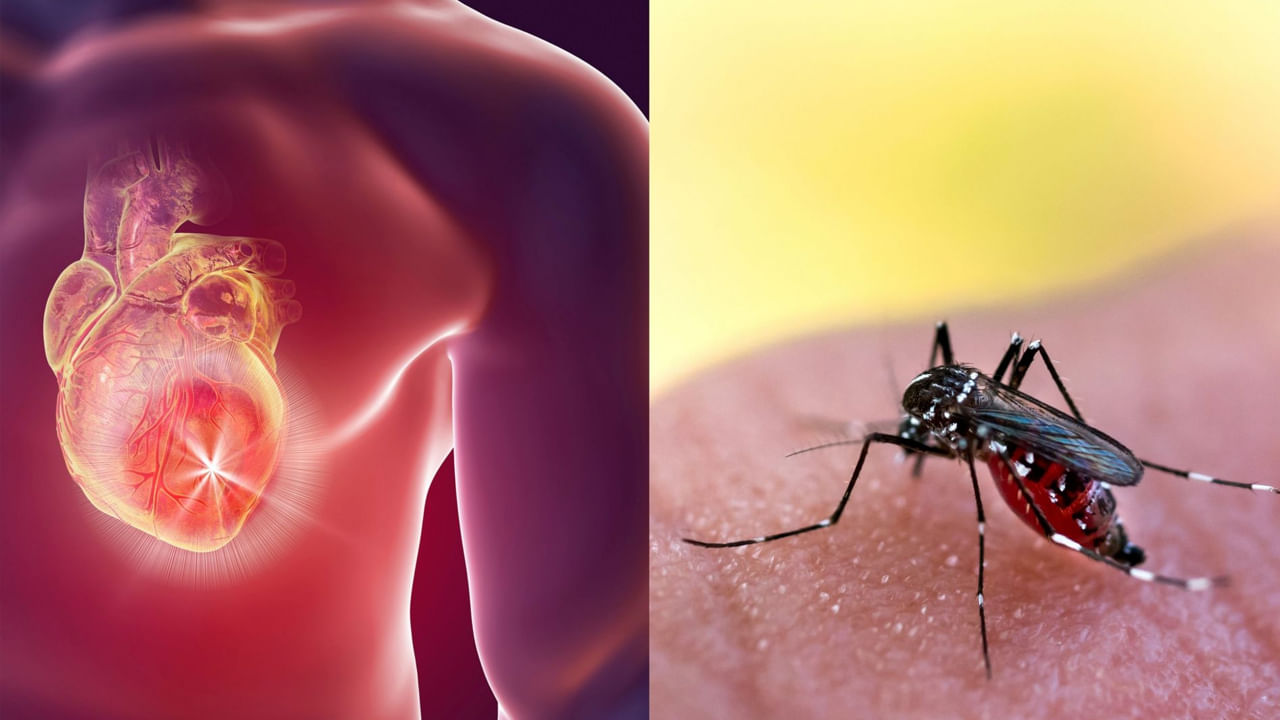 Dengue: డెంగ్యూ గుండె జబ్బులకు కారణమవుతుందా.? పరిశోధనల్లో సంచలన విషయాలు