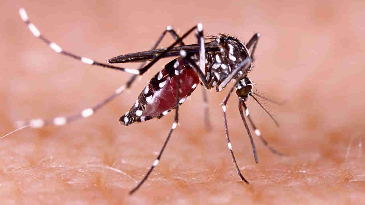 Dengue : డెంగ్యూ బారిన పడ్డారా.. త్వరగా కోలుకోవాలంటే, ఈ మార్పులు తప్పనిసరి..