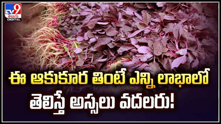 Red Spinach: ఈ ఆకుకూర తింటే ఎన్ని లాభాలో తెలిస్తే అస్సలు వదలరు.! Red Spinach: ఈ ఆకుకూర తింటే ఎన్ని లాభాలో తెలిస్తే అస్సలు వదలరు.!