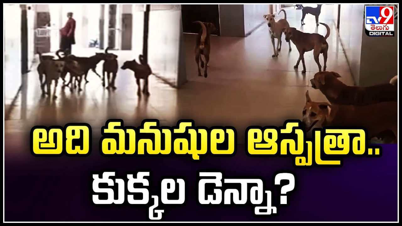 Dogs: అది మనుషుల ఆస్పత్రా.. కుక్కల డెన్నా.? ఆస్పత్రిలో కుక్కల గుంపు..