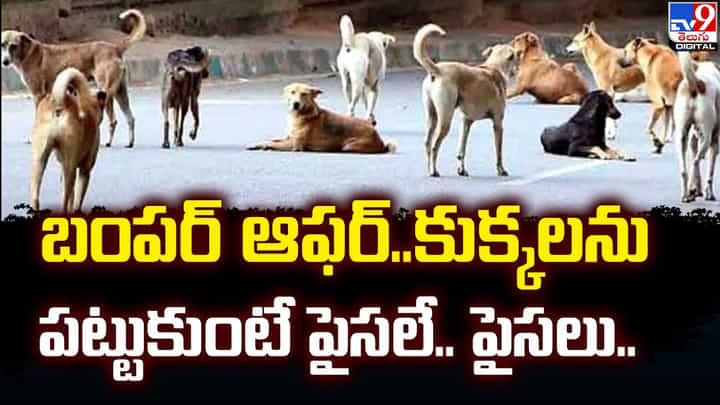 బంపర్ ఆఫర్.. కుక్కలను పట్టుకుంటే పైసలే.. పైసలు.. బంపర్ ఆఫర్.. కుక్కలను పట్టుకుంటే పైసలే.. పైసలు..