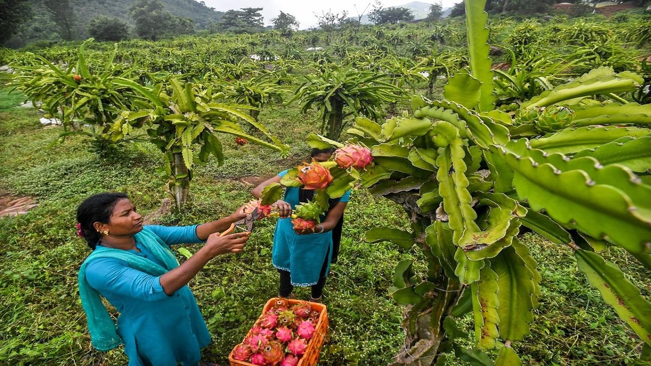 Dragon Fruit Farming: డ్రాగన్ ఫ్రూట్ ద్వారా దద్దరిల్లే ఆదాయం.. నెలకు లక్షన్నర సంపాదిస్తున్న మహిళ