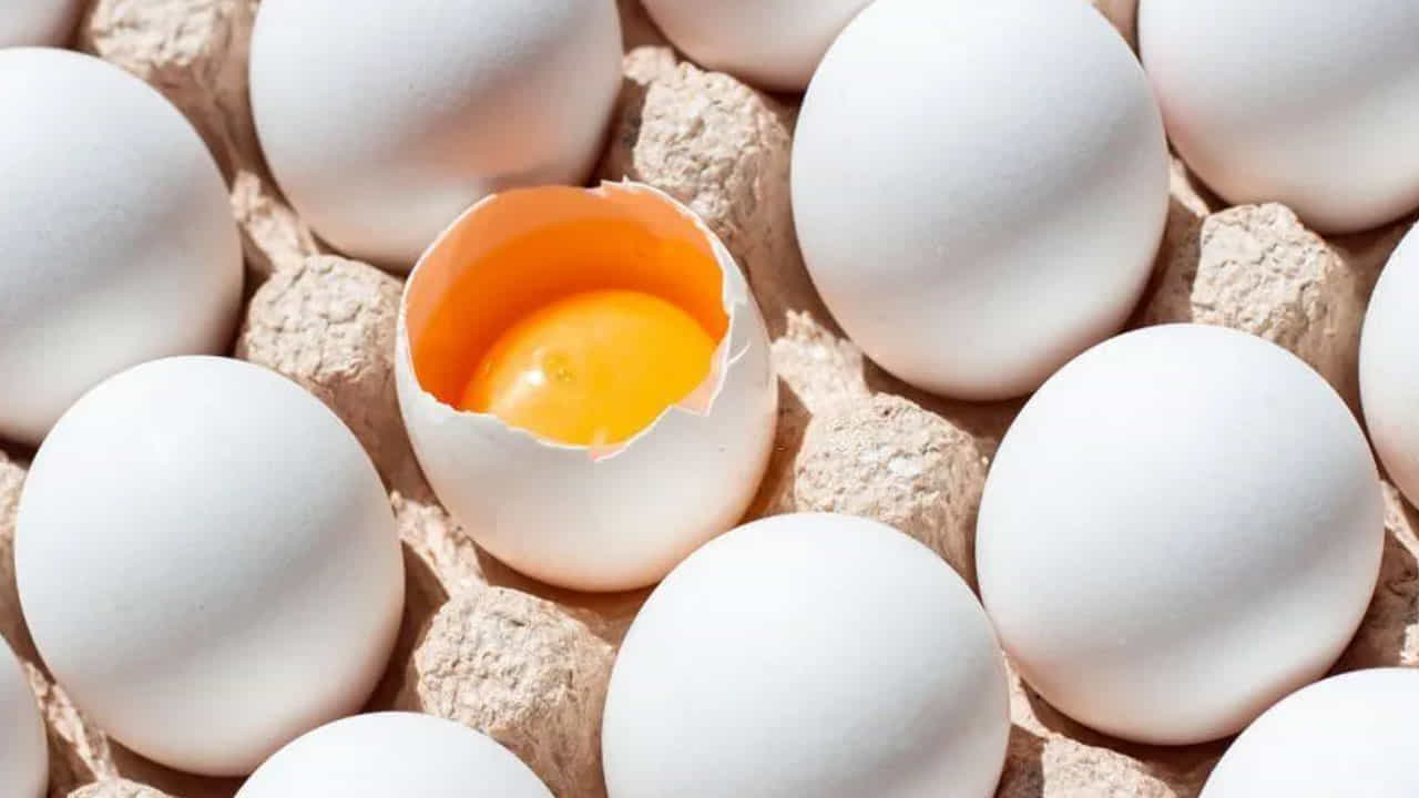 Egg