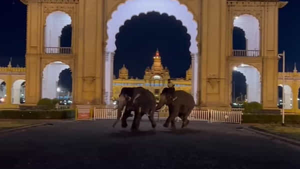 Mysore: మైసూర్ ప్యాలెస్లో ఏనుగుల మధ్య స్వల్ప ఘర్షణ.. ఆహారం కోసమే గజరాజుల గొడవా..