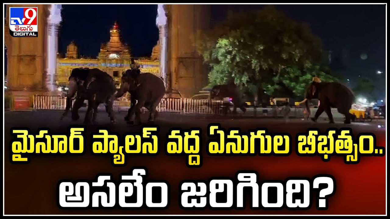 Mysore Palace: మైసూర్‌ ప్యాలస్‌ వద్ద ఏనుగుల బీభత్సం.. అసలేం జరిగింది.?