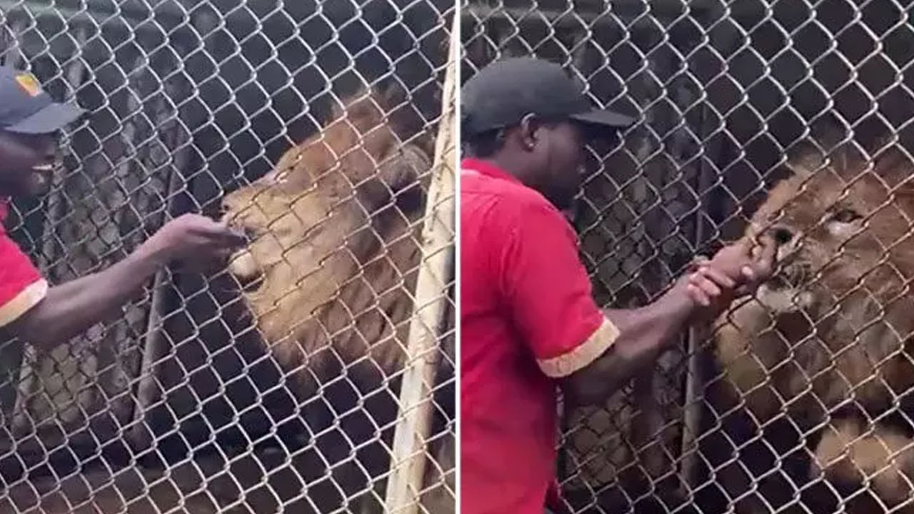 Watch: చనువు ఇచ్చింది కదా అని సింహంతో సరసాలాడితే ఇలాగే ఉంటుంది.. వైరల్ వీడియో