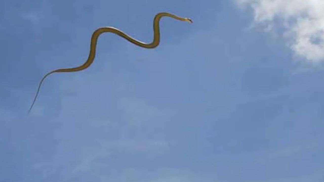 Flying Snakes: ఈ పాములతో జాగ్రత్త.. పక్షిలా ఎగిరొచ్చి కాటేస్తాయి..! అరుదైన వీడియో వైరల్‌..