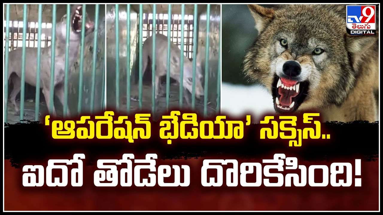 Wolfs in UP: ‘ఆపరేషన్‌ భేడియా’ సక్సెస్‌.. ఐదో తోడేలు దొరికేసింది.!