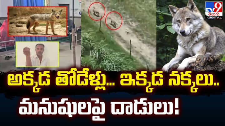 అక్కడ తోడేళ్లు... ఇక్కడ నక్కలు.. మనుషులపై దాడులు అక్కడ తోడేళ్లు... ఇక్కడ నక్కలు.. మనుషులపై దాడులు