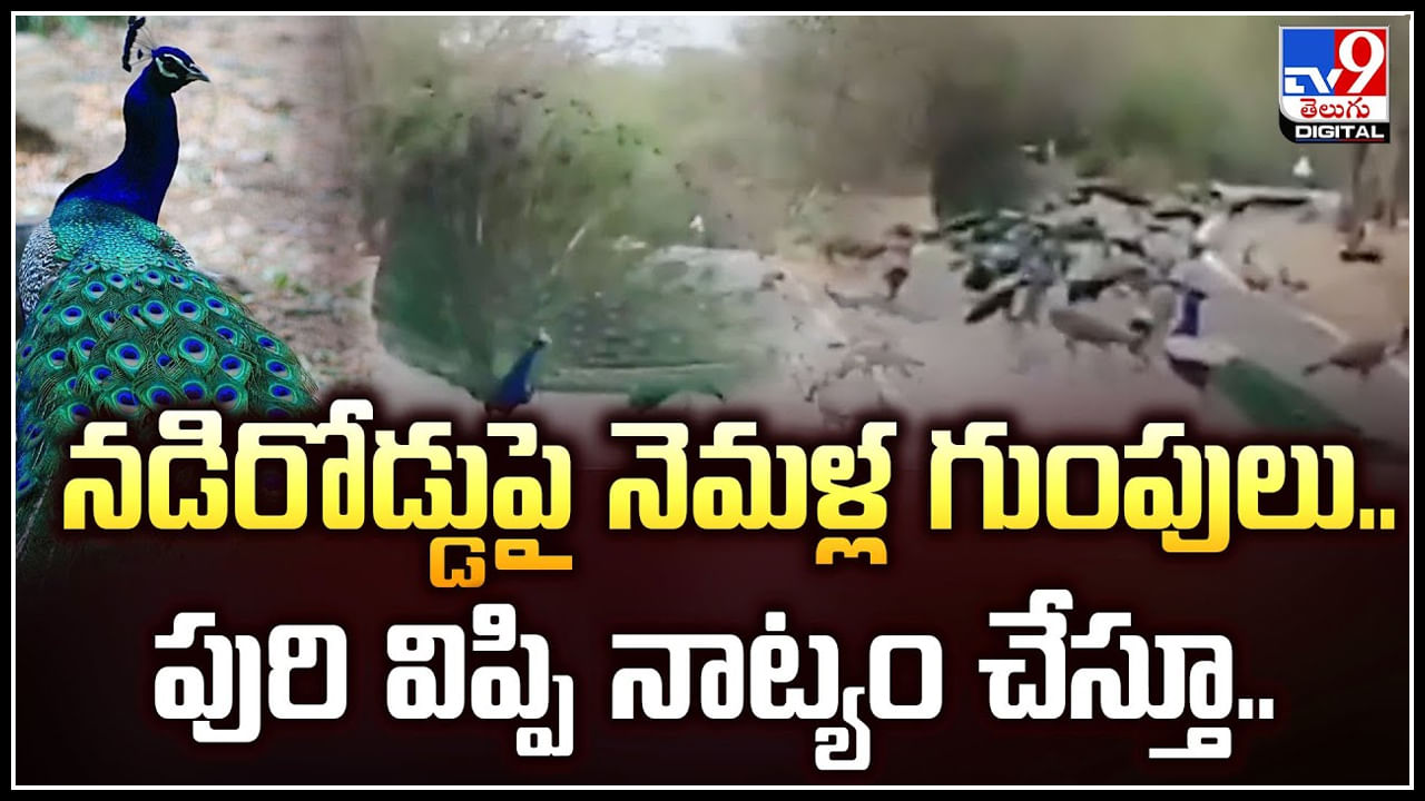 Viral Video: నడిరోడ్డుపై నెమళ్ల గుంపులు.. పురి విప్పి నాట్యం చేస్తూ సందడి.!