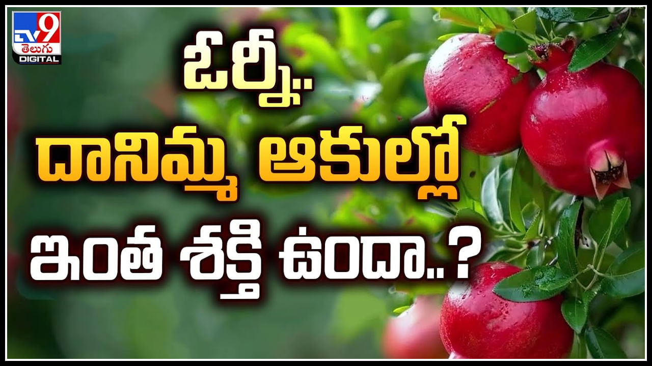 Pomegranate Leaves: ఓర్నీ.. దానిమ్మ ఆకుల్లో ఇంత శక్తి ఉందా..? ఔషధంలా పనిచేస్తున్న దానిమ్మ.