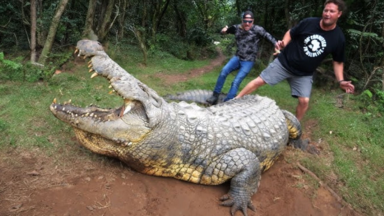 Henry crocodile: బాబోయ్.. ప్రపంచంలోనే అతిపెద్ద వృద్ధ మొసలి.. 10వేల మంది సంతానంతో రికార్డ్..!