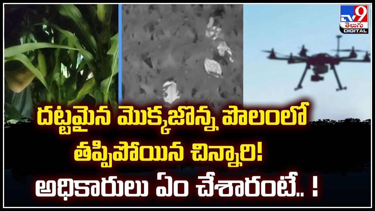 Corn Field: మొక్కజొన్న పొలంలో తప్పిపోయిన చిన్నారిని వెదకడం కోసం వినూత్న నిర్ణయం.!