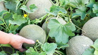 Lifestyle: భార్యకు ఆ సమస్య ఉంటే.. భర్తకు కూడా తప్పదు. అధ్యయనంలో ఆసక్తికర విషయాలు