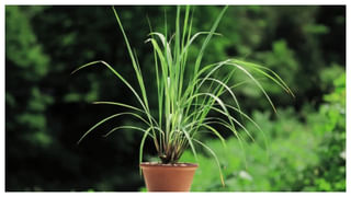 Health: మల్టీ విటమిన్స్‌ ట్యాబ్లెట్స్‌ తీసుకుంటున్నారా.? మీ ఆరోగ్యం ప్రమాదంలో పడుతున్నట్లే