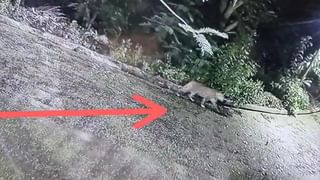 Ganesh Chavithi: పర్యావరణ హితం ఈ వెరైటీ గణనాథులు.. దేనితో తయారు చేశారో తెలుసా..?