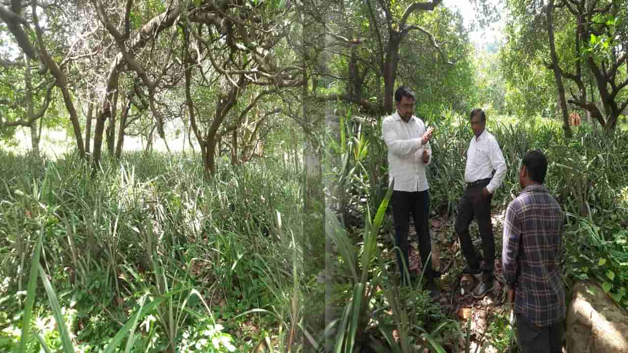 సిరులు కురిపిస్తున్న ఫైనాఫిల్ కోసం గిరిజన రైతుల ప్రయోగం.. సంపాదన ఎంతో తెలుసా..?