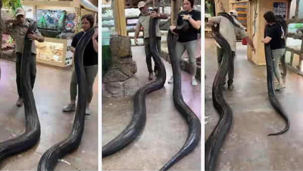 Viral Video: అయ్య బాబోయ్ వీళ్లేం మనుషులురా సామీ..! భారీ కొండచిలువలతో తండ్రీకూతుళ్ల సాహసం
