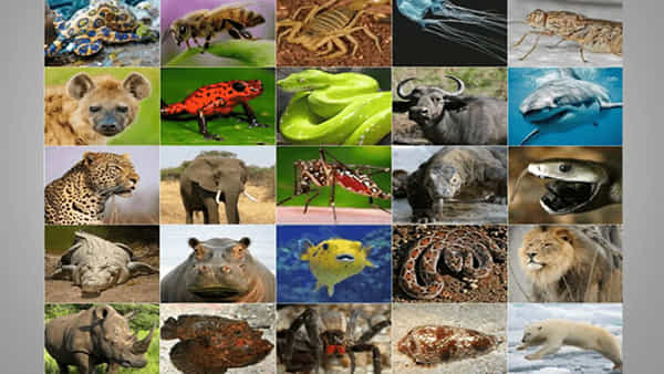 Dangerous Animals: ఇవి ప్రపంచంలోనే అత్యంత ప్రమాదకరమైన ప్రాణులు..! ఈ లిస్ట్లో ఇంకా ఏమున్నాయంటే?