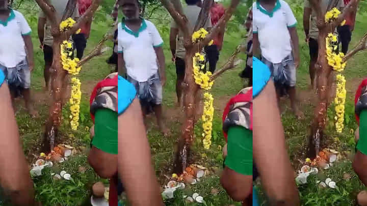 వేప చెట్టు నుంచి కారుతున్న పాలు.. ఆ దేవత మహిమేనంటూ జోరుగా మహిళల పూజలు వేప చెట్టు నుంచి కారుతున్న పాలు.. ఆ దేవత మహిమేనంటూ జోరుగా మహిళల పూజలు