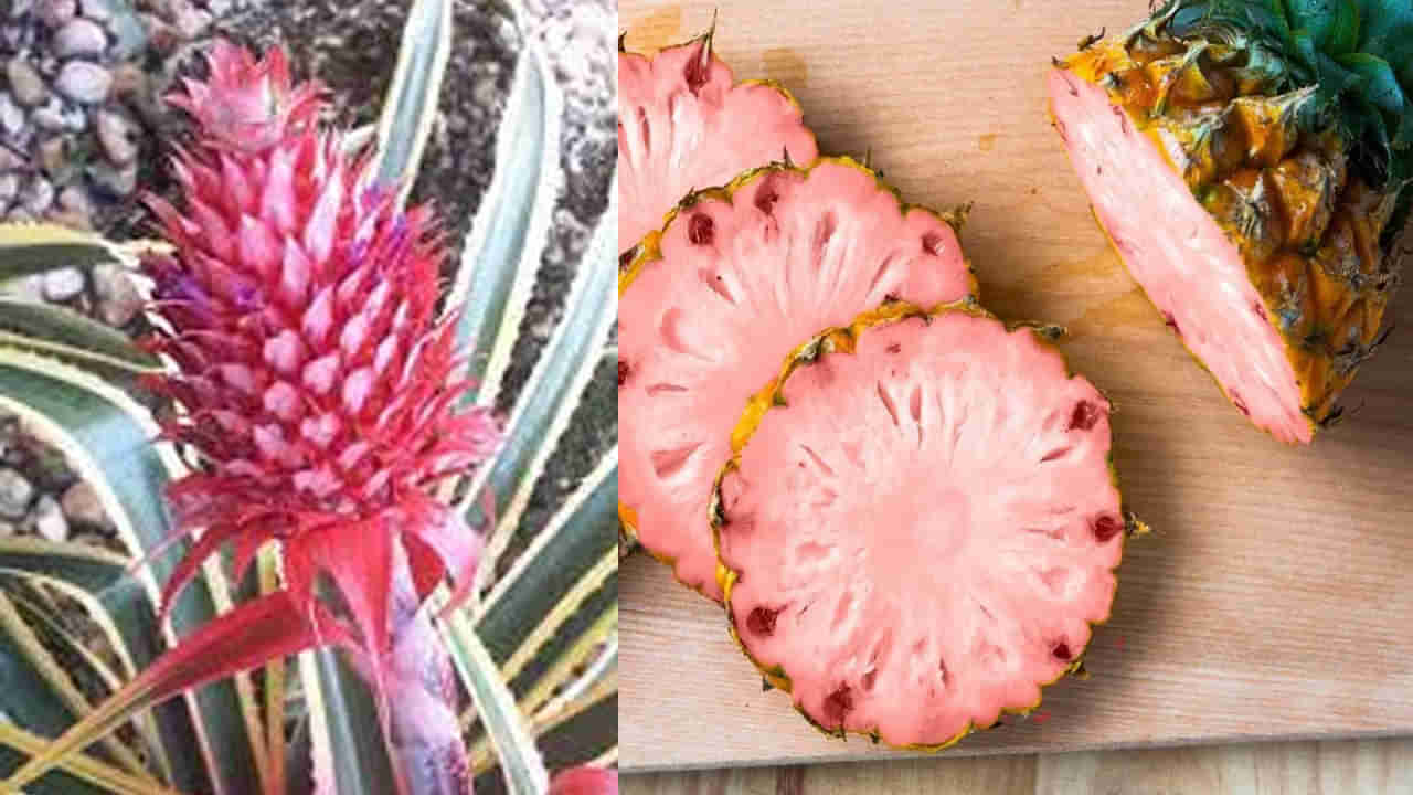 Pink Pineapple: అందంలోనే కాదు ఆరోగ్య ప్రయోజనాల్లో మిన్న పింక్ పైనాపిల్.. ధరలోనే కాదు రుచిలోనూ టాప్..