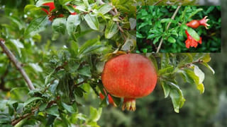 Digestion: భోజనం తర్వాత వీటిని తింటే జీర్ణ సమస్యలకు వెల్‌కం చెప్పినట్లే.. లైట్ తీసుకున్నారో బండి షెడ్డుకే!