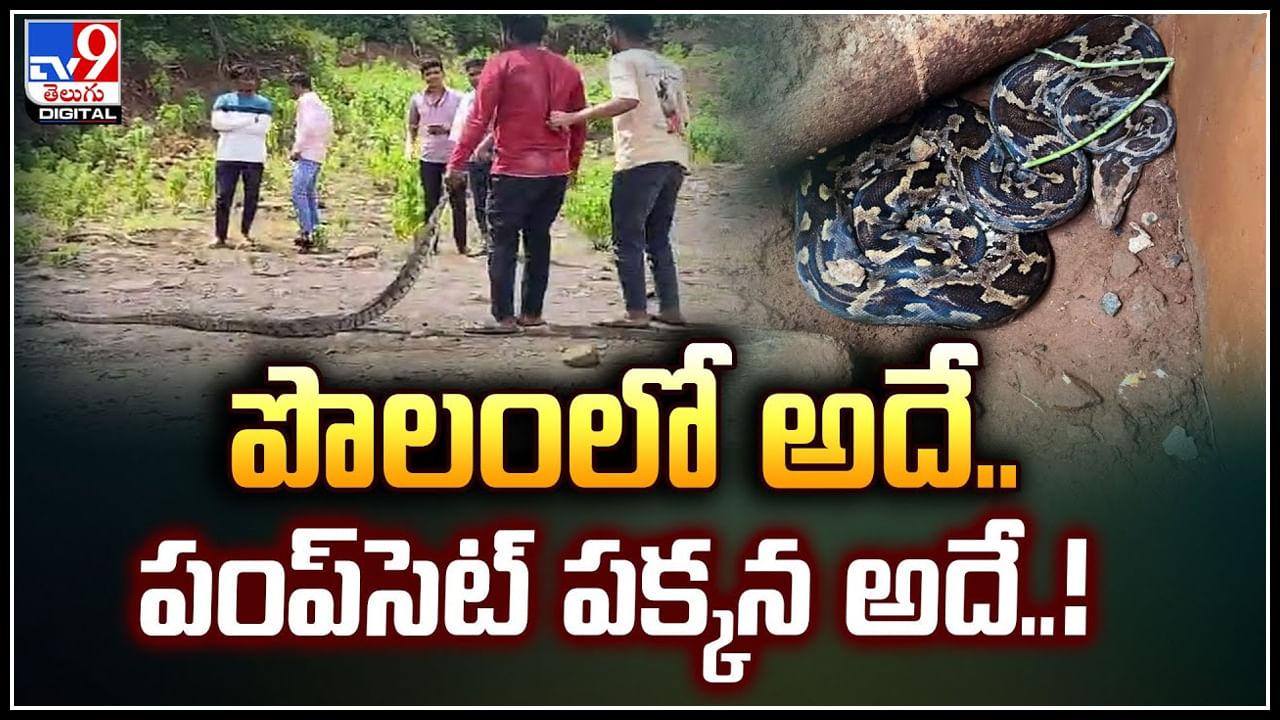 Rattlesnakes: పొలంలో అదే.. పంప్‌సెట్‌ పక్కన అదే.! కొండచిలువ కలకలం..