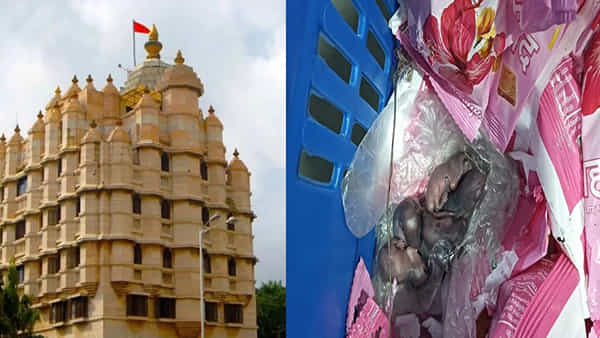 Watch: దేవుడా నువ్వే దిక్కు.. సిద్ధివినాయక ప్రసాదంలో ఎలుకల సంసారం..! ఆలయ ట్రస్ట్ వివరణ..