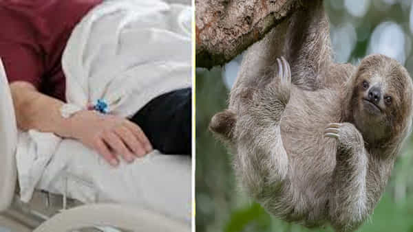 Sloth Fever: అమెరికా, యూరప్లో వేగంగా వ్యాపిస్తోన్న ఓరోపౌచ్ వైరస్.. లక్షణాలు, నివారణ పద్ధతులు ఏమిటంటే