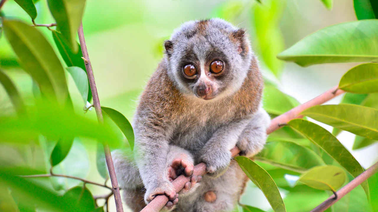 Slow Loris:  ఈ జంతువు చాలా అందంగా, లేజీగా కనిపిస్తుంది. ఎత్తులో చాలా చిన్నగా, చిన్న పిల్లలా అమాయకంగా ఉంటాయి. కానీ, వాస్తవానికి అవి చాలా దూకుడుగా ఉంటాయి. కోలా తన పదునైన పంజాలతో దాడి చేయగలదు, ఇది తీవ్రమైన గాయాలకు కారణమవుతుంది. ఇంకా, అది బెదిరింపుగా భావించినప్పుడు, అది చాలా స్వల్ప-స్వభావంతో మారుతుంది.