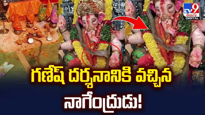 గణేష్ దర్శనానికి వచ్చిన నాగేంద్రుడు !! దైవ మహిమే అంటున్న భక్తులు గణేష్ దర్శనానికి వచ్చిన నాగేంద్రుడు !! దైవ మహిమే అంటున్న భక్తులు