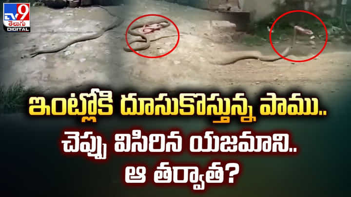 ఇంట్లోకి దూసుకొస్తున్న పాము.. చెప్పు విసిరిన యజమాని.. ఆ తర్వాత ?? ఇంట్లోకి దూసుకొస్తున్న పాము.. చెప్పు విసిరిన యజమాని.. ఆ తర్వాత ??