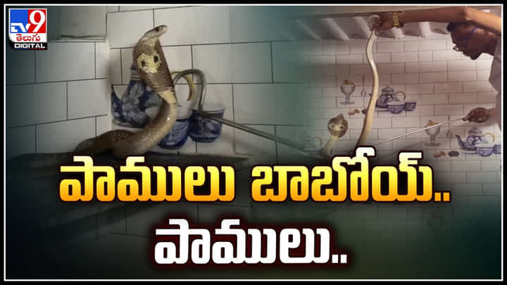 Snake in Kitchen: వంటింట్లో వింతశబ్దాలు.. చూస్తే పాములు బాబోయ్.. పాములు.! Snake in Kitchen: వంటింట్లో వింతశబ్దాలు.. చూస్తే పాములు బాబోయ్.. పాములు.!