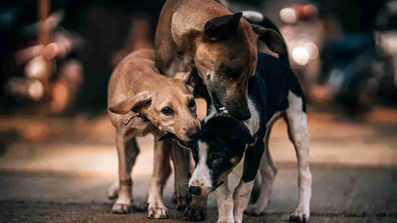 Stray Dogs: అయ్యో ఎంత ఘోరం.. చెట్టు కింద నిద్రిస్తున్న నెలల పసికందును పీక్కుతిన్న వీధికుక్కలు!