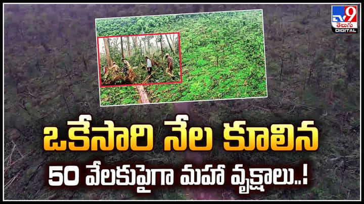 Trees Collapsed: ఒకేసారి నేల కూలిన 50వేలకుపైగా మహా వృక్షాలు.! మేడారంలో వింత ఘటన.. Trees Collapsed: ఒకేసారి నేల కూలిన 50వేలకుపైగా మహా వృక్షాలు.! మేడారంలో వింత ఘటన..