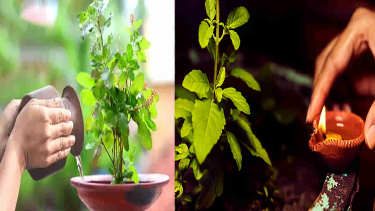 Tulsi Puja Tips: తులసి మొక్కను పూజించేటప్పుడు ఈ 5 నియమాలు గుర్తుంచుకోండి.. జీవితంలోని అన్ని అడ్డంకులు తొలగిపోతాయి