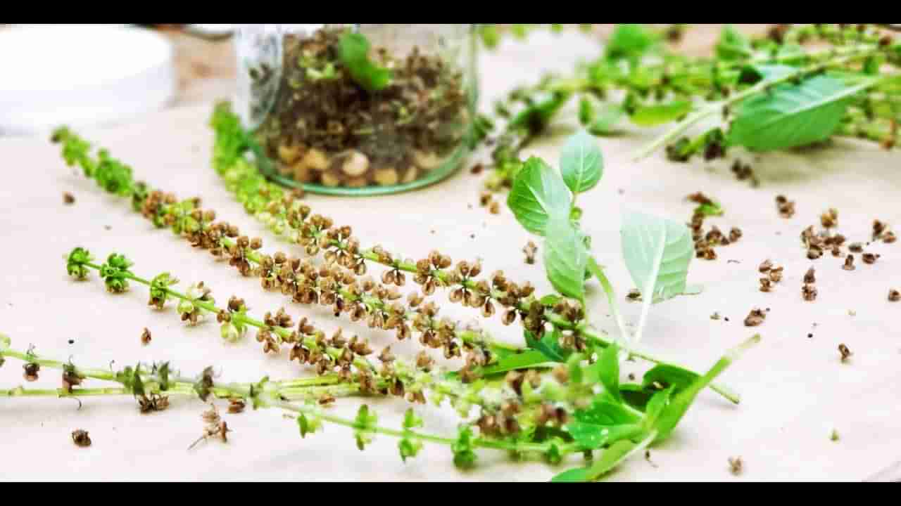 Tulsi Seeds: తులసి గింజలతో డయాబెటీస్కు చెక్.. ఎలా ఉపయోగించాలంటే..