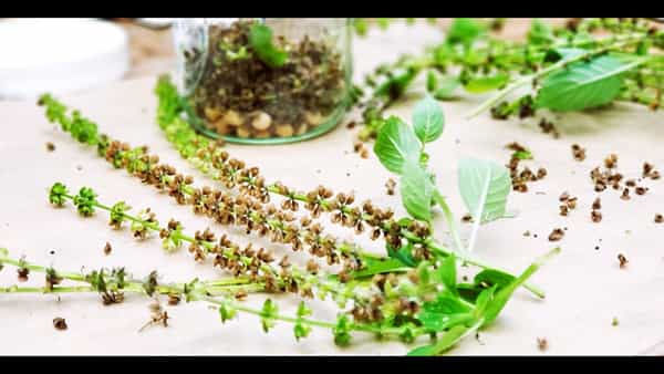 Tulsi Seeds: తులసి గింజలతో డయాబెటీస్కు చెక్.. ఎలా ఉపయోగించాలంటే..