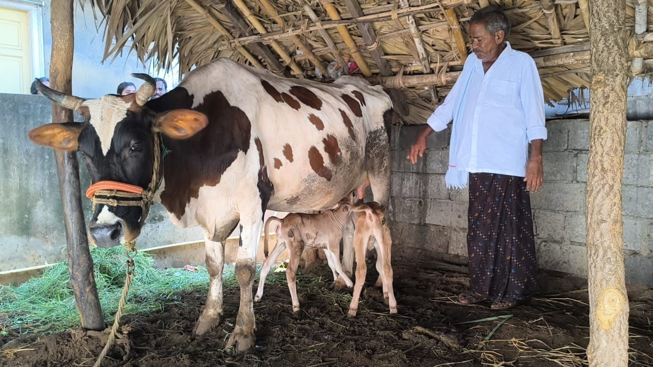 ఈ కవల ఆవు దూడలు.. రెండూ మగ, ఆడ దూడలు. ఈ దూడలు రెండు పూర్తి ఆరోగ్యంతో ఉన్నాయి.. సాధారణంగా ఆవుకు పశువుల డాక్టర్ తో కృత్రిమ గర్భధారణ చేస్తుంటారు. 