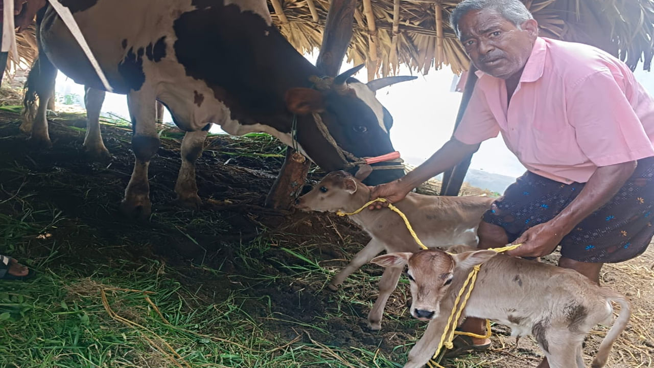 జన్మించిన రెండు మగ, ఆడ దూడలకు జన్మనివ్వడంతో రైతు హర్షం వ్యక్తం చేస్తున్నాడు. ఇలా అరుదుగా జరుగుతుందని పశు వైద్యాధికారి తెలిపారు. 