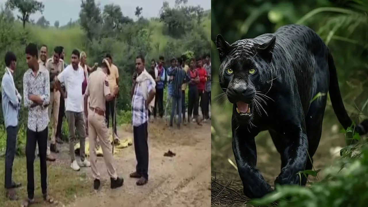 Panther Attack: నరమాంస భక్షనకు అలవాటు పడిన చిరుత.. 11 రోజుల్లో ఏడుగురు మృతి! ఆ గ్రామాల్లో స్కూళ్లు మూత..