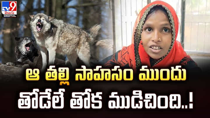 ఆ తల్లి సాహసం ముందు.. తోడేలే తోక ముడిచింది.. ఆ తల్లి సాహసం ముందు.. తోడేలే తోక ముడిచింది..