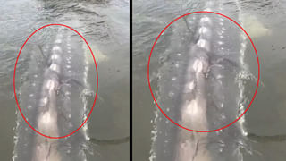 Watch: హరికేన్ విధ్వంసం.. పదుల సంఖ్యలో మృతులు.. నిరాశ్రయులుగా రోడ్డునపడ్డ వందలాది మంది