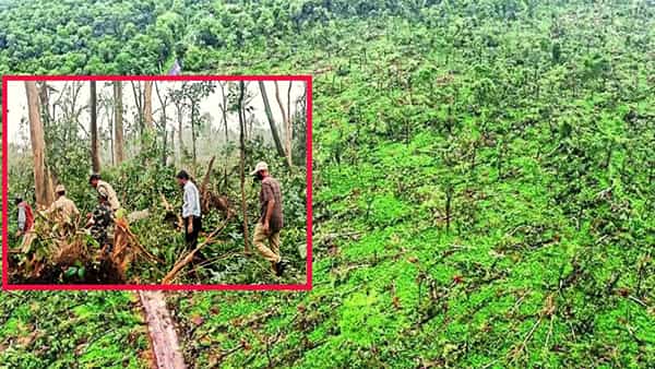 Telangana: మేడారం అడవుల్లో వింత.. ఒకేసారి నేల కూలిన 50వేలకుపైగా మహా వృక్షాలు..!
