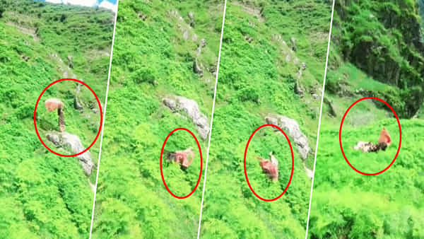 Viral Video: యమలోకం బోర్డర్లో నిలబడి హిట్ సాంగ్కు డ్యాన్స్ చేస్తూ రీల్స్.. రెప్పపాటులో లోయలోకి! వీడియో